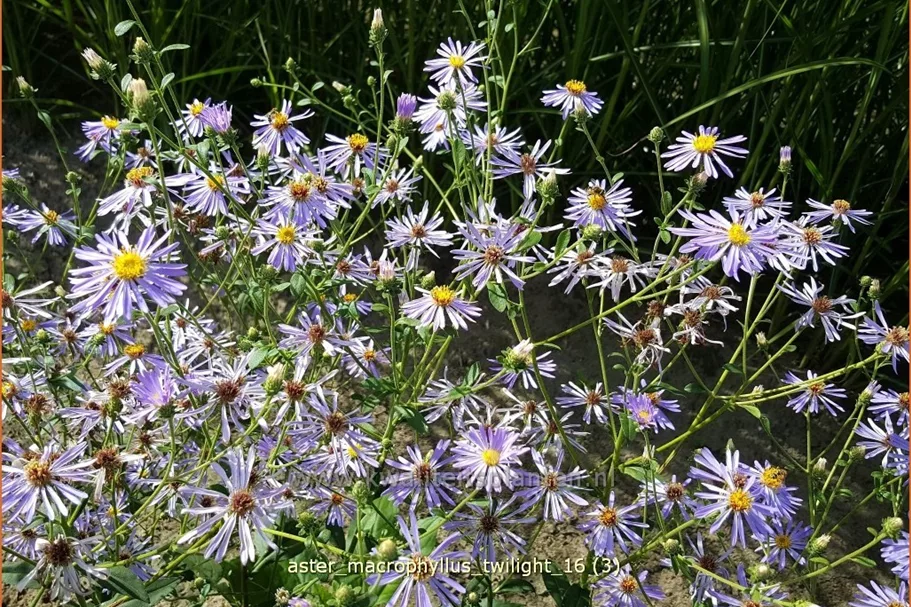 Aster macrophyllus 'Twilight'