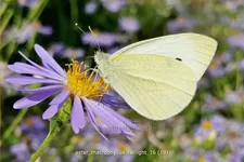 Aster macrophyllus 'Twilight'