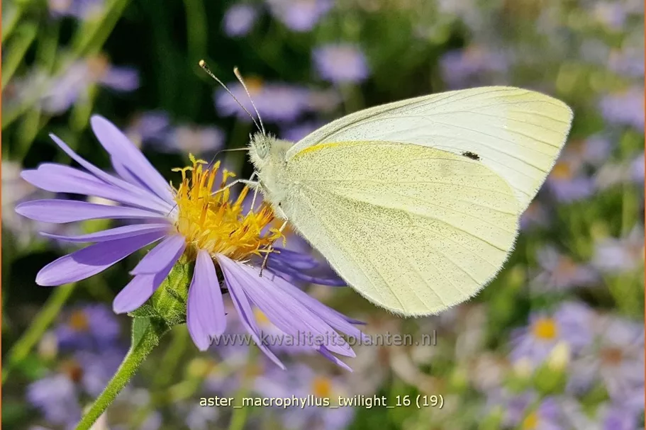 Aster macrophyllus 'Twilight'