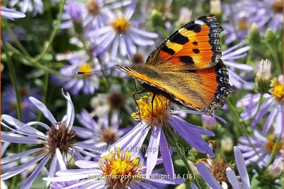 Aster macrophyllus 'Twilight'