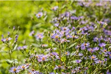 Aster macrophyllus 'Twilight'