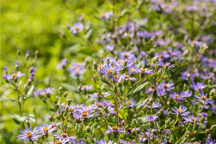 Aster macrophyllus 'Twilight'