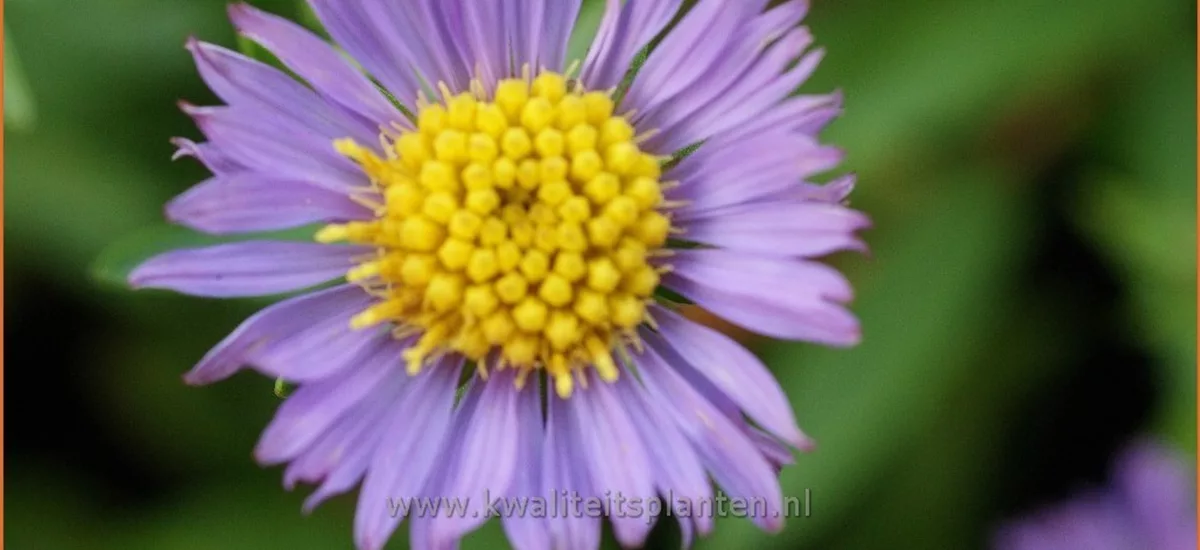 Aster oblongifolius 'October Skies'