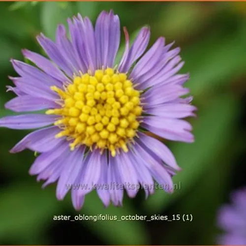 Aster oblongifolius 'October Skies'