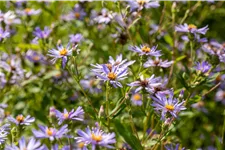 Aster macrophyllus 'Twilight'