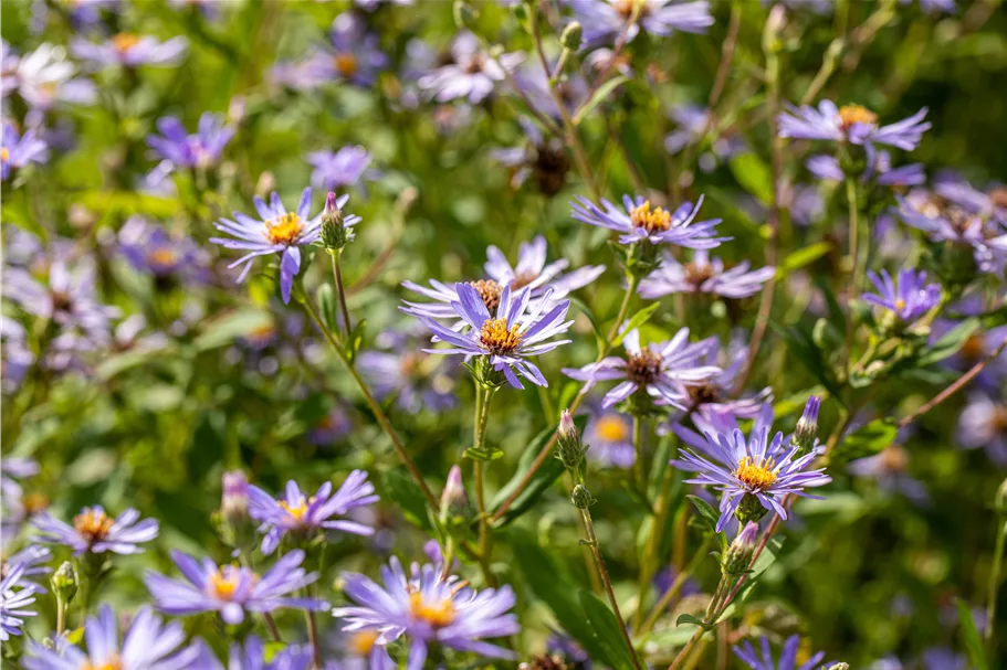 Aster macrophyllus 'Twilight'
