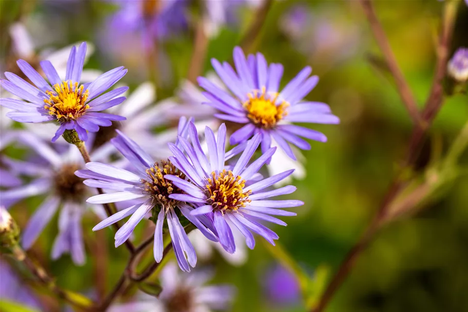 Aster macrophyllus 'Twilight'