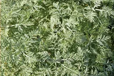 Artemisia pontica