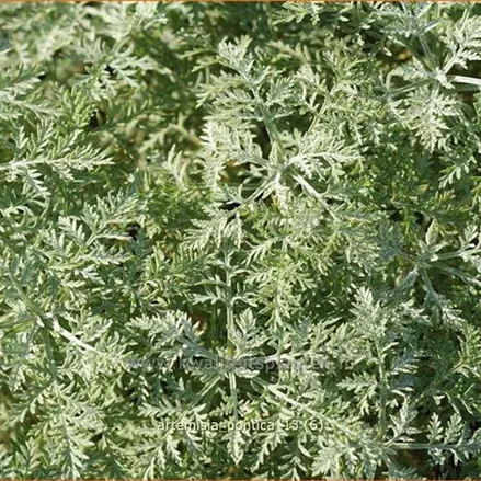 Artemisia pontica
