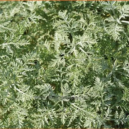 Artemisia pontica