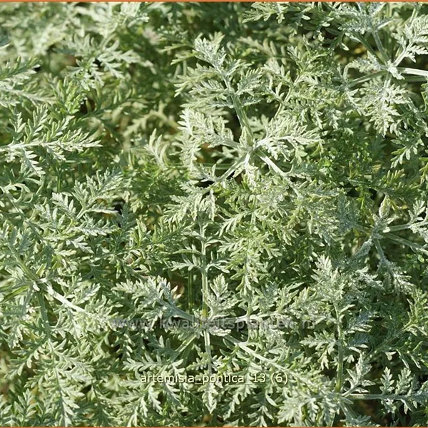 Artemisia pontica