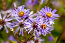Aster macrophyllus 'Twilight'