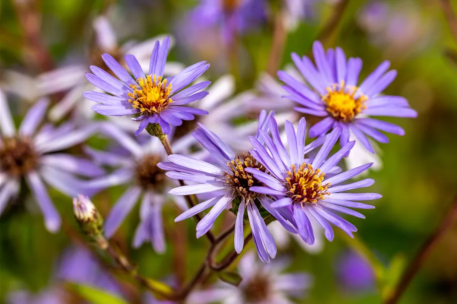Aster macrophyllus 'Twilight'
