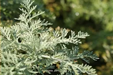 Artemisia pontica
