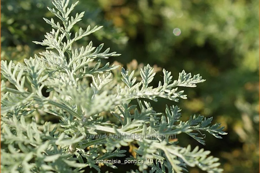 Artemisia pontica