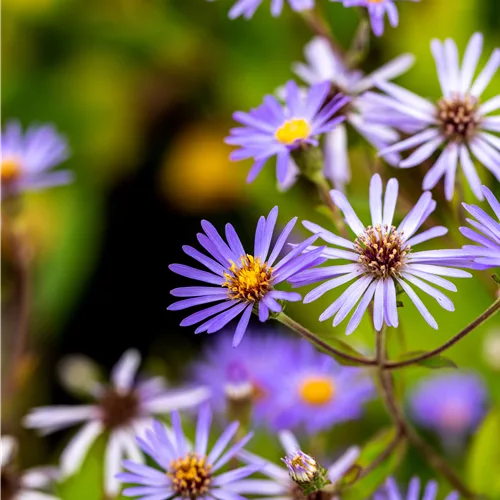 Aster macrophyllus 'Twilight'