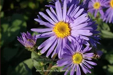 Aster amellus 'King George'
