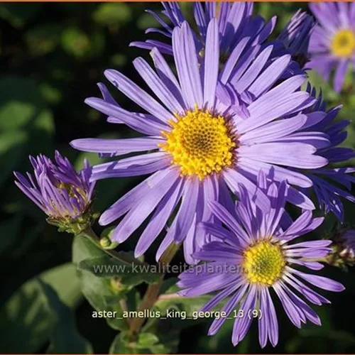 Aster amellus 'King George'