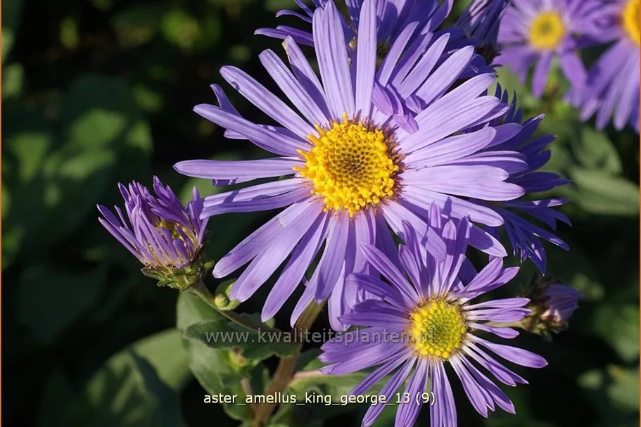 Aster amellus 'King George'