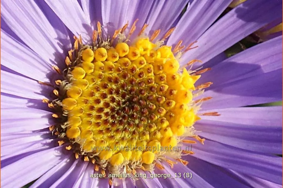 Aster amellus 'King George'