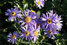 Aster amellus 'King George'
