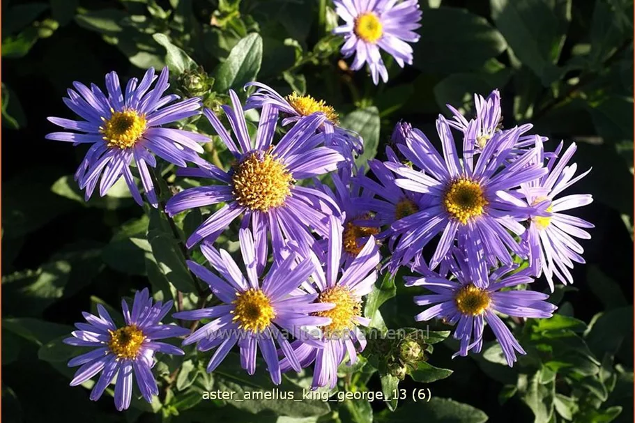 Aster amellus 'King George'