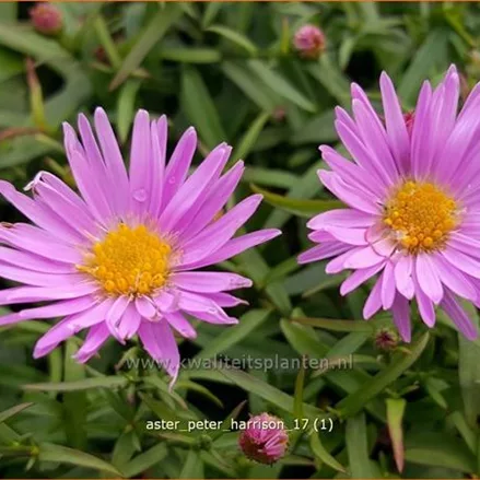 Aster dumosus 'Peter Harrison'