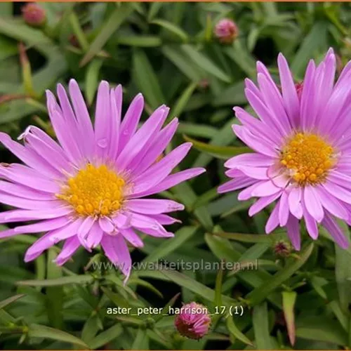 Aster dumosus 'Peter Harrison'