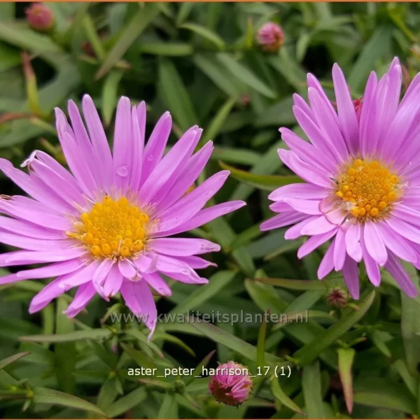 Aster dumosus 'Peter Harrison'