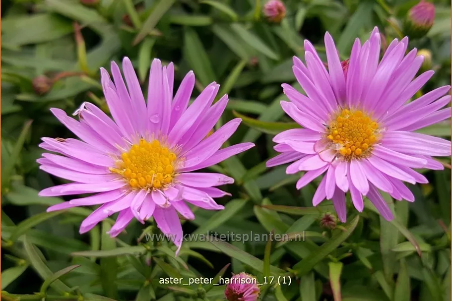 Aster dumosus 'Peter Harrison'