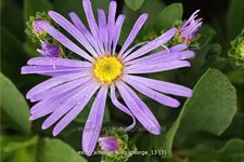 Aster amellus 'King George'
