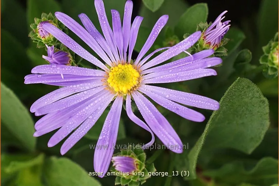 Aster amellus 'King George'