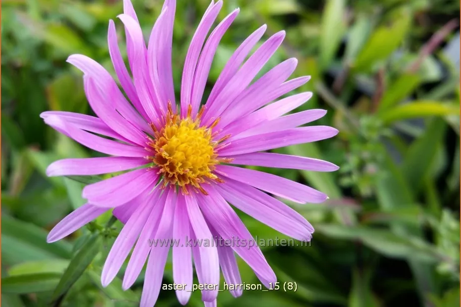 Aster dumosus 'Peter Harrison'