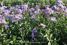 Aster amellus 'King George'
