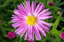 Aster dumosus 'Marjorie'