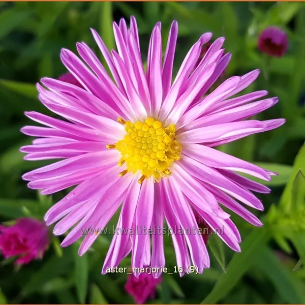 Aster dumosus 'Marjorie'