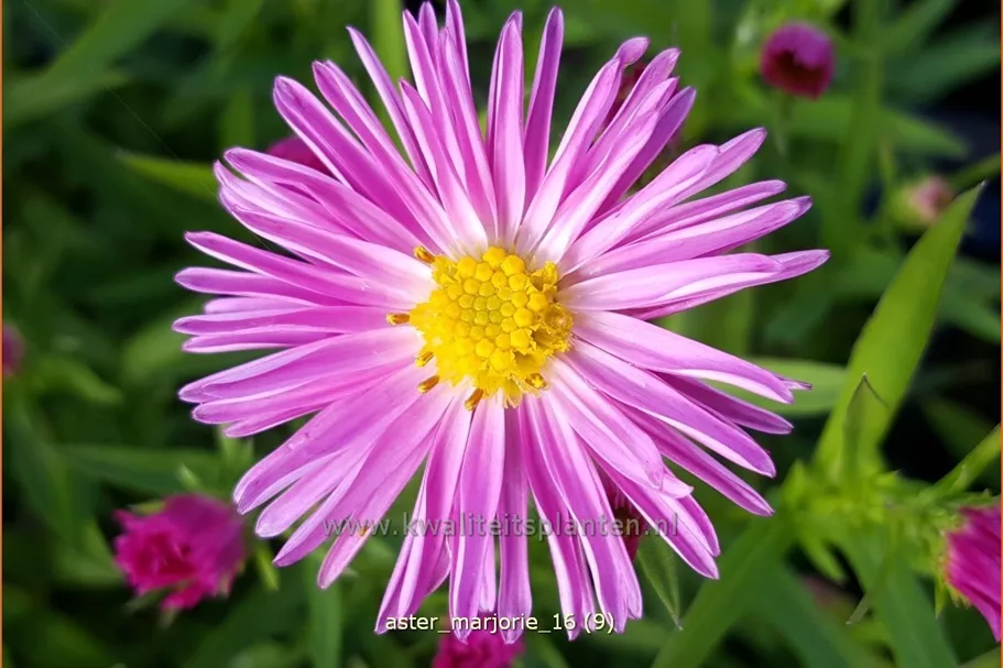 Aster dumosus 'Marjorie'