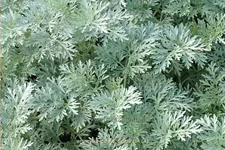 Artemisia arborescens 'Powis Castle'