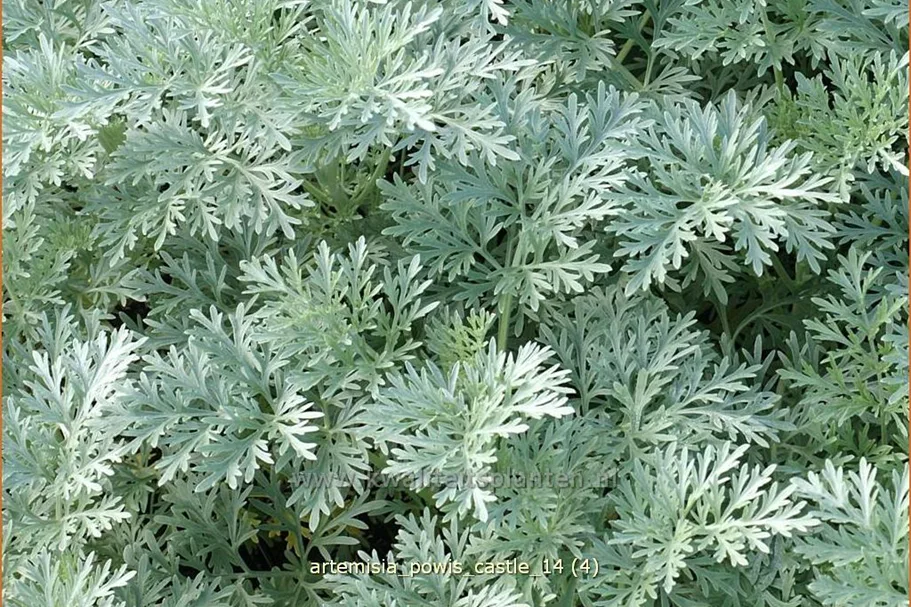 Artemisia arborescens 'Powis Castle'