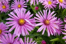 Aster dumosus 'Marjorie'