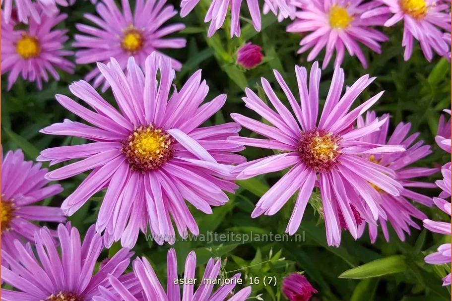 Aster dumosus 'Marjorie'