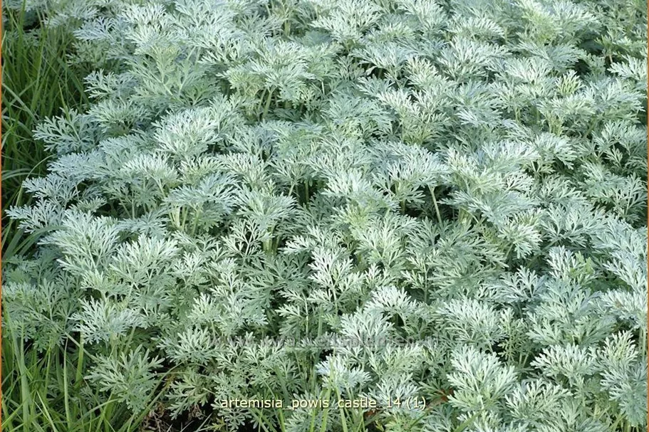 Artemisia arborescens 'Powis Castle'