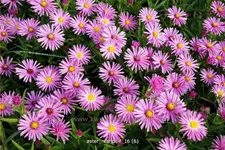 Aster dumosus 'Marjorie'