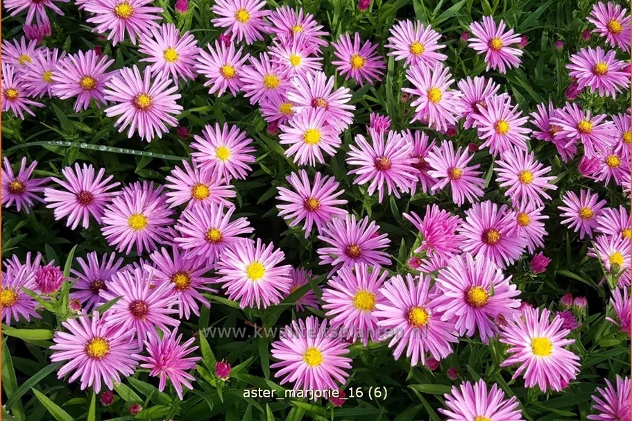 Aster dumosus 'Marjorie'