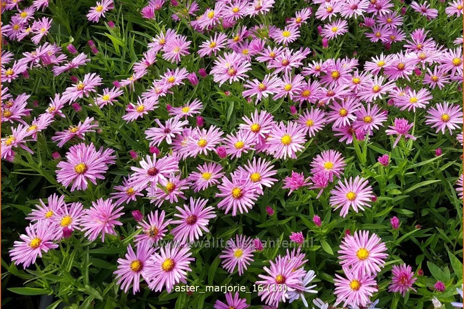 Aster dumosus 'Marjorie'