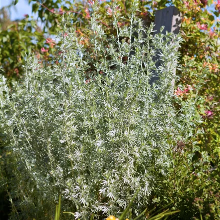 Artemisia arborescens 'Powis Castle'