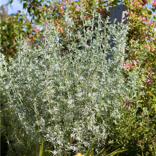Artemisia arborescens 'Powis Castle'