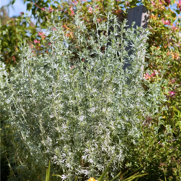 Artemisia arborescens 'Powis Castle'