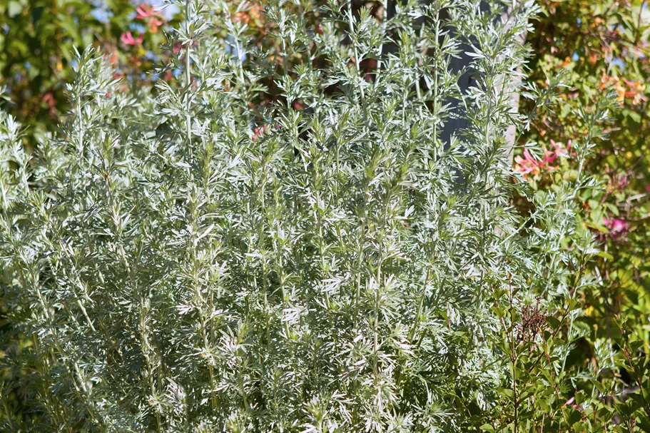 Artemisia arborescens 'Powis Castle'