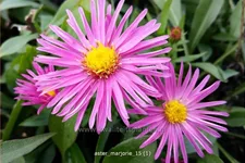 Aster dumosus 'Marjorie'